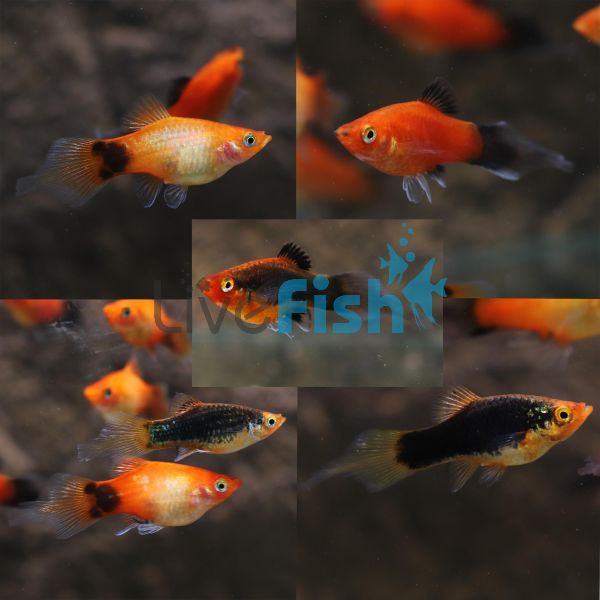 Assorted Speartail Platy 4cm