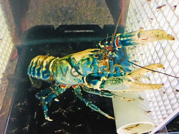 Lamington Spiny Crayfish 8cm