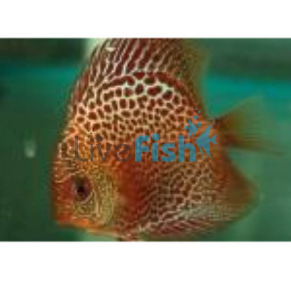 Spotted Leopard Discus 5cm