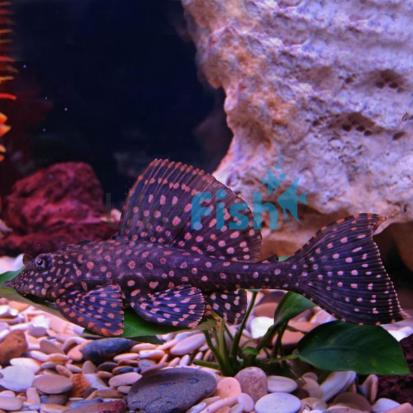 Spotted Sailfin Pleco 4cm