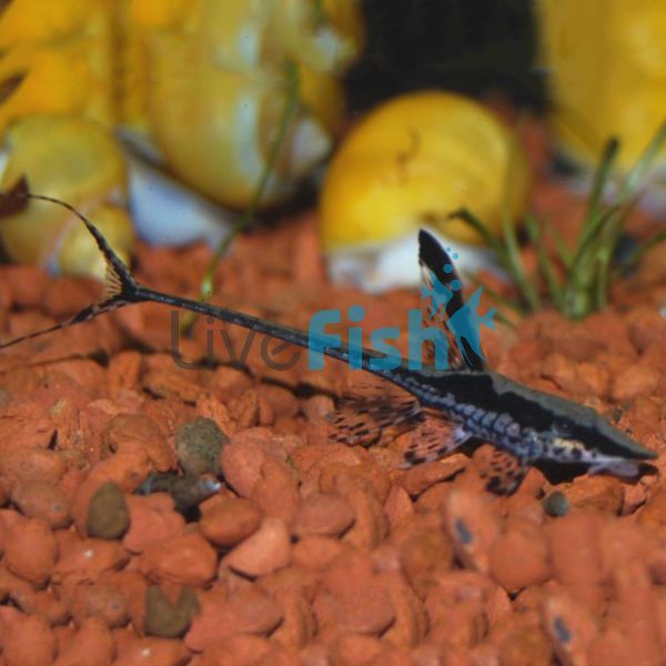 Royal Whiptail Catfish 12cm