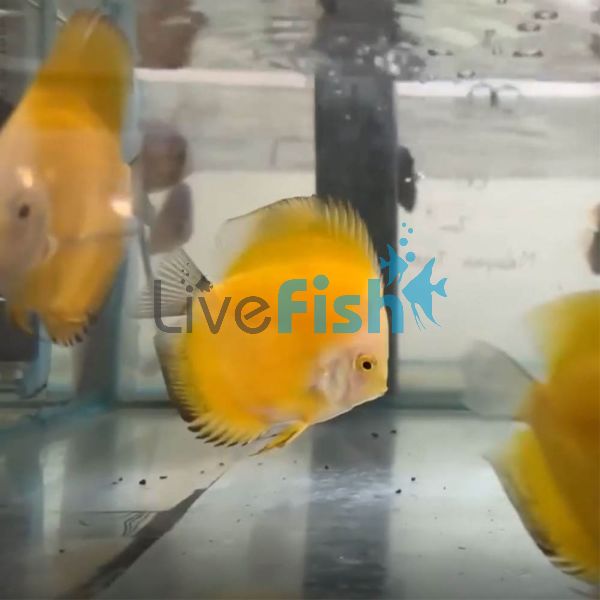 Sunrise Discus 5cm 