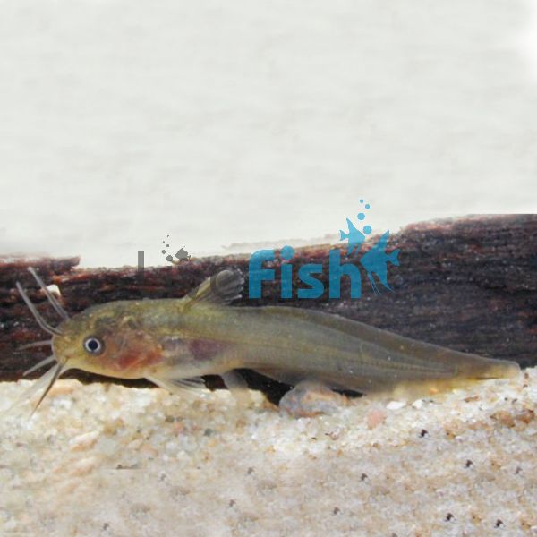 Tandanus Catfish 4cm