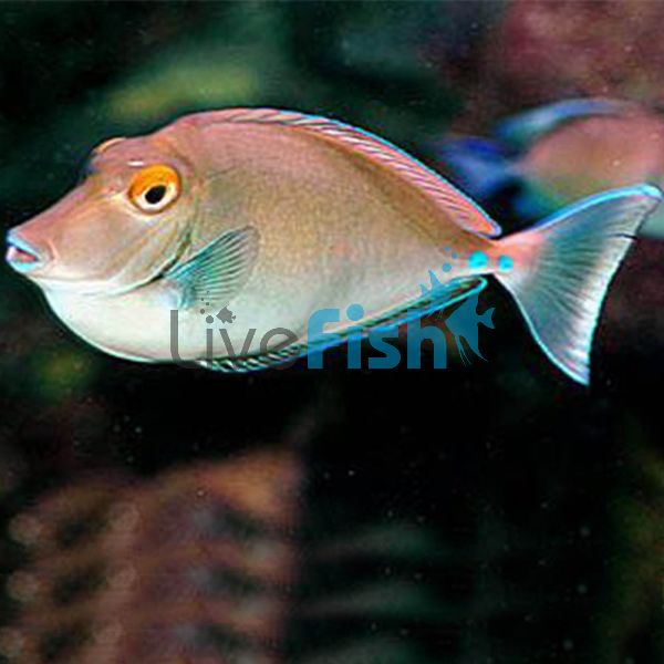 Tang Bluespine Unicornfish - Medium