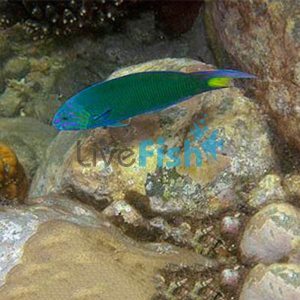 Moon Wrasse SML