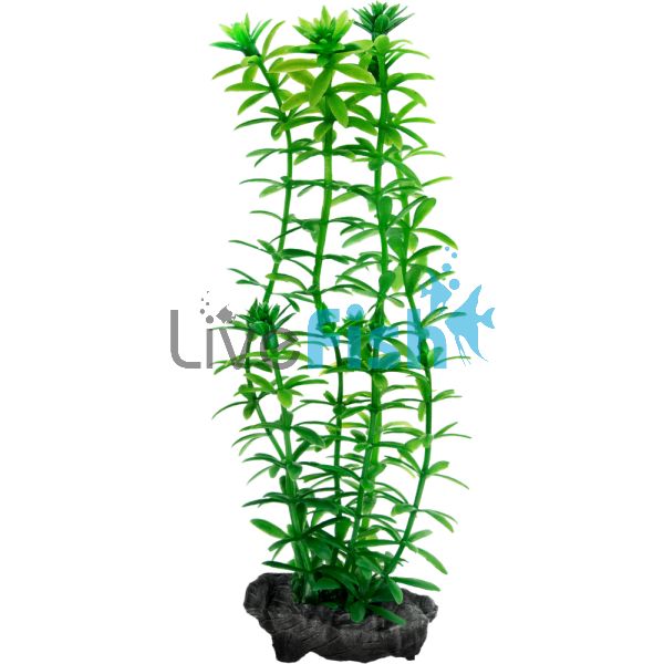 DecoArt Plant Anacharis Medium 23cm