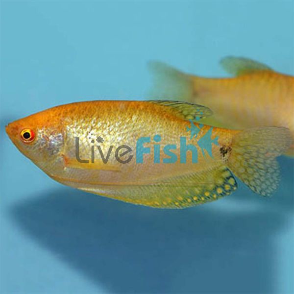 Golden Gourami 12cm