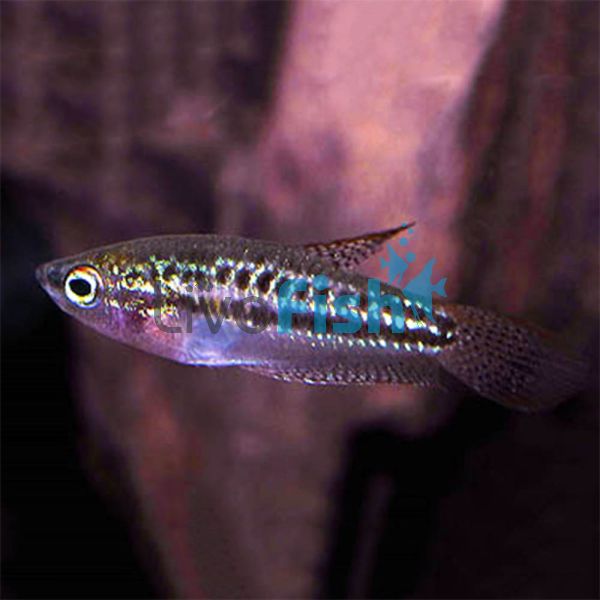 Sparkling Gourami 3cm