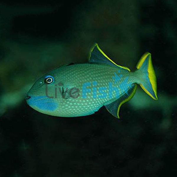 Male Blue Jaw Triggerfish - Medium