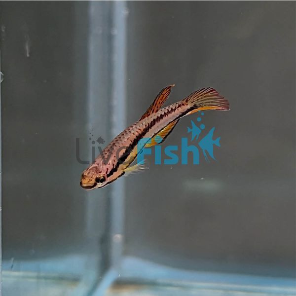 Twin Stripe Pencilfish 2cm