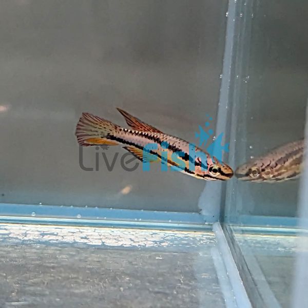 Twin Stripe Pencilfish 3cm