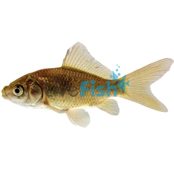 Uncoloured Goldfish 7cm	