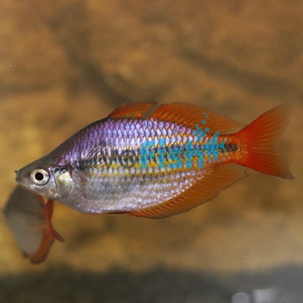 Wallaby Creek Rainbow Fish 5cm