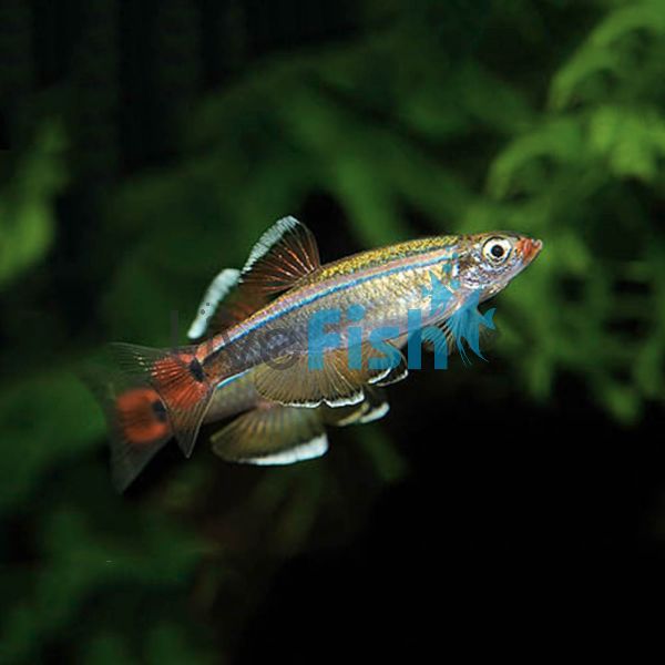 White Cloud 3cm Tanichthys albonubes 'Delivered to your door in