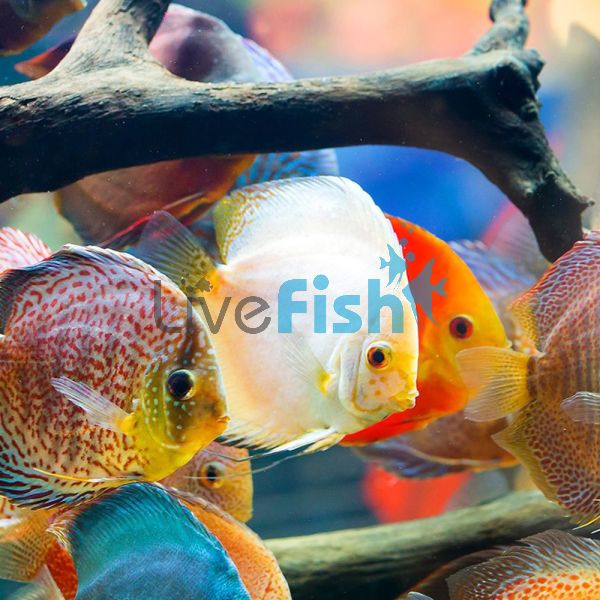 White Butterfly Discus 5cm