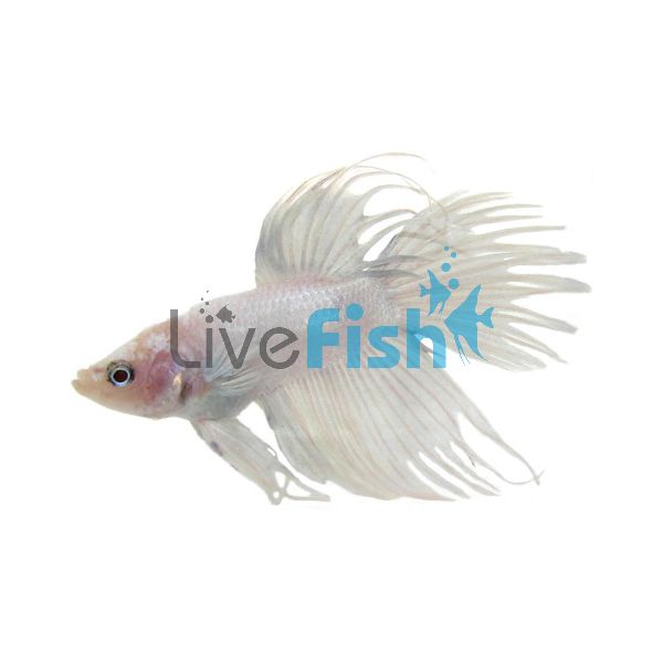 White Crowntail Male Fighter 5cm