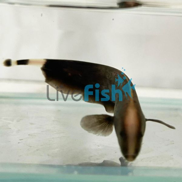 White Ghost Knife Fish 5cm
