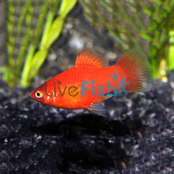 Coral Red Platy 4cm