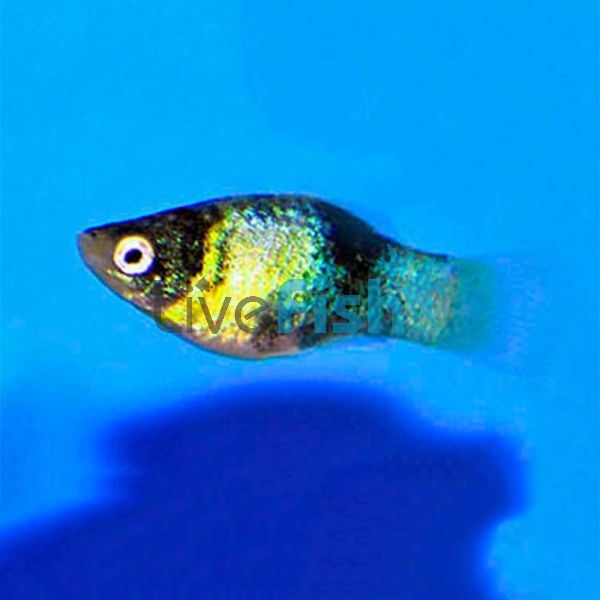 Bumble Bee Platy 4cm