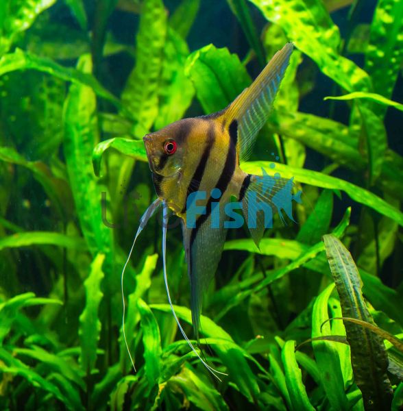 Zebra Angel Fish 3.5cm