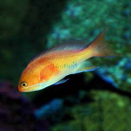 Peach Anthias - Medium