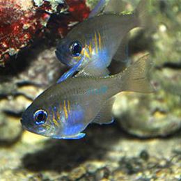 Threadfin Cardinalfish - Medium