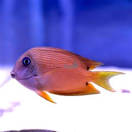 Two Spot Bristletooth Tang - Medium