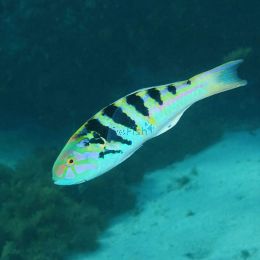 Wrasse Hardwick - Medium