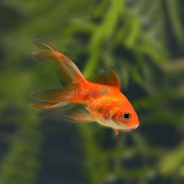 Assorted Fantail 5cm