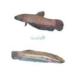 Betta Miniopina 3cm