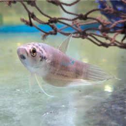 Betta Renata 7cm