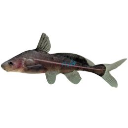 Black Lancer Catfish 7cm