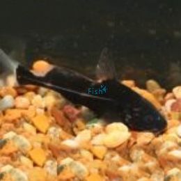 Black Lancer Catfish 5cm