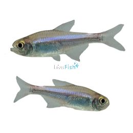 Blueberry Tetra 2cm