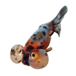 Bubble Eye Calico 9cm