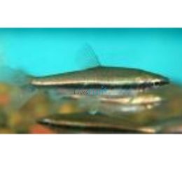 Glittering Pencilfish 2cm