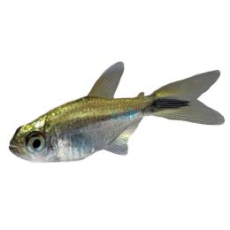 Gold Tetra - Wild Caught 2.5cm 