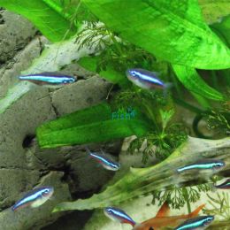 Green Neon Tetra 3cm