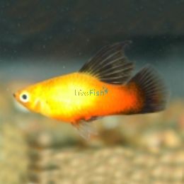 Hi Fin Sunset Platy 4cm