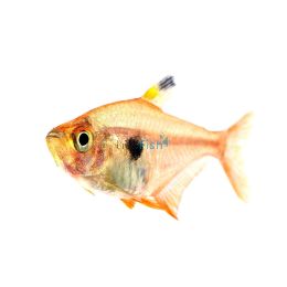 Red Phantom Tetra 2.5cm