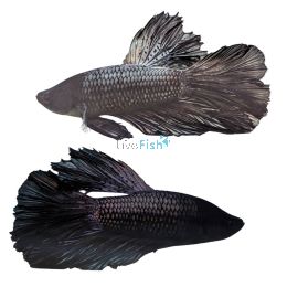 Male Halfmoon Black Cooper Betta Select 5cm