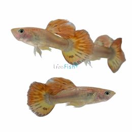 Male Phoenix Guppy 3.5cm