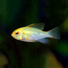 Ramirezi Gold Head Electric Blue 3cm