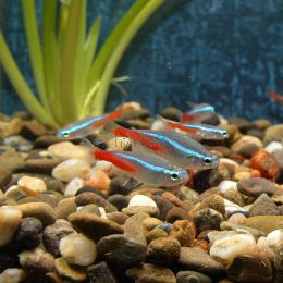 Neon Tetra 2.5cm
