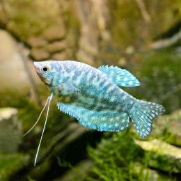 Opaline Gourami 5cm