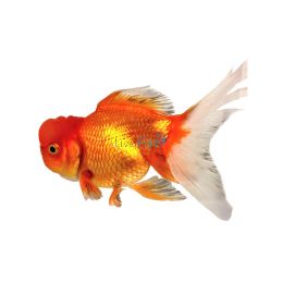 Crown Head Oranda 9cm