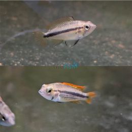 Pair Orange Apisto Cacatuoides 3cm