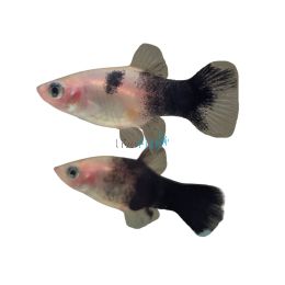 Panda Platy 4cm