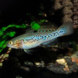 Gudgeon Purple Spotted 3cm