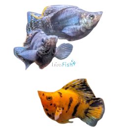 Sailfin Balloon Molly 4cm